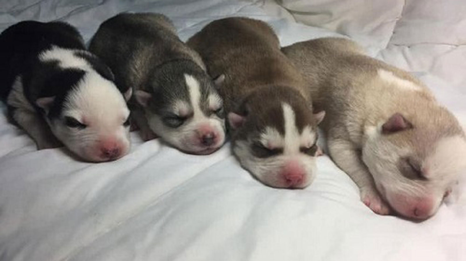 幼犬的日常护理有哪些,有关幼犬护毛教你几招