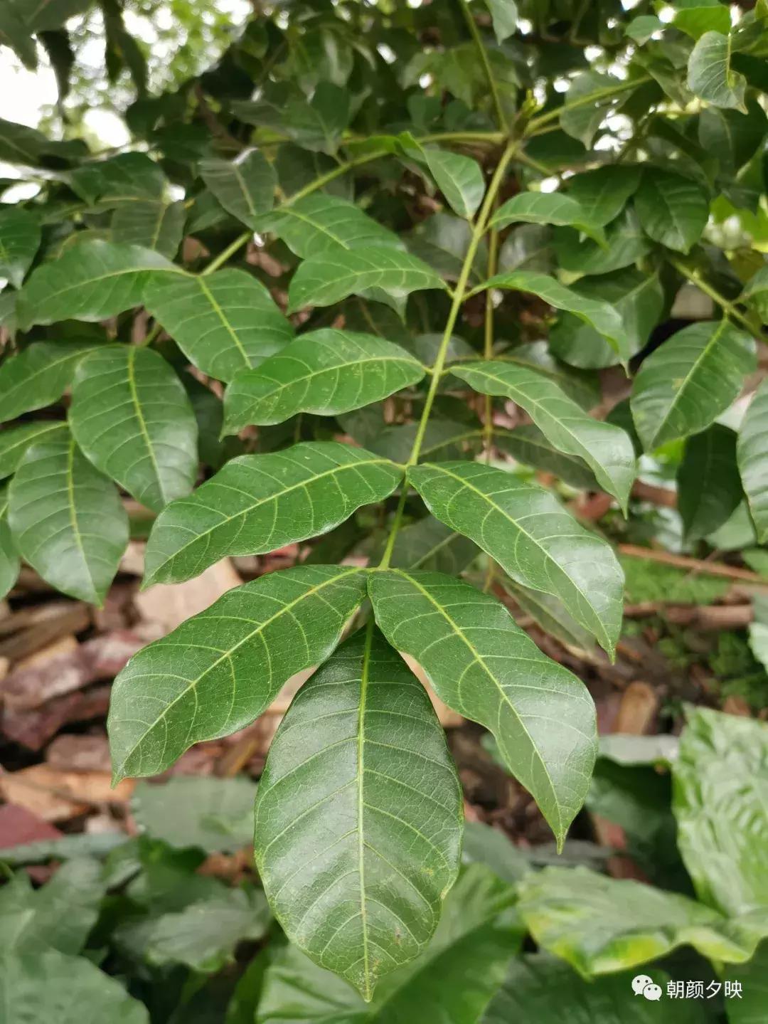 岐阳梧桐起凤环，鹭兮鹭兮寻不见（上）