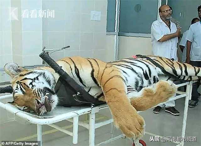 母老虎被击杀遭报复,母老虎的传奇事件