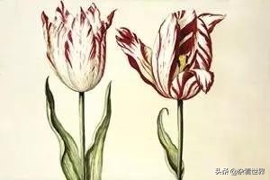 小小的郁金香是如何催生了资本家最厉害的敛取财富的招数之一的?