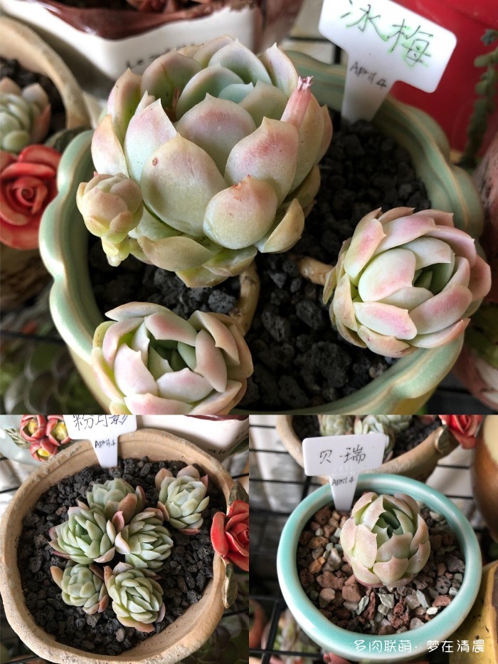 澶忚姳鏈夊摢浜涜姳,澶氳倝鏈夎姳鏈夋灉