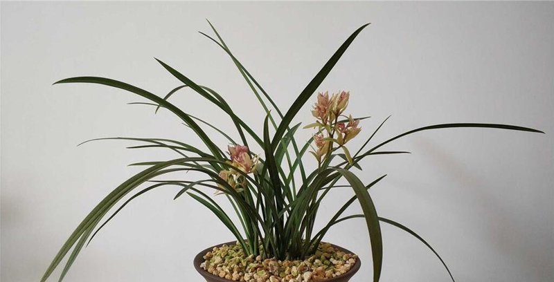 传统铭品与下山兰的选择与培育