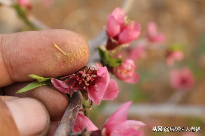 大棚桃怎么提高品质,种大棚桃子有前景吗