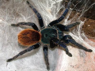 在野外奇形怪状的蜘蛛,各种宠物蜘蛛图片