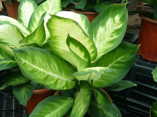 花突然蔫了?你家装修污染可能出问题了!