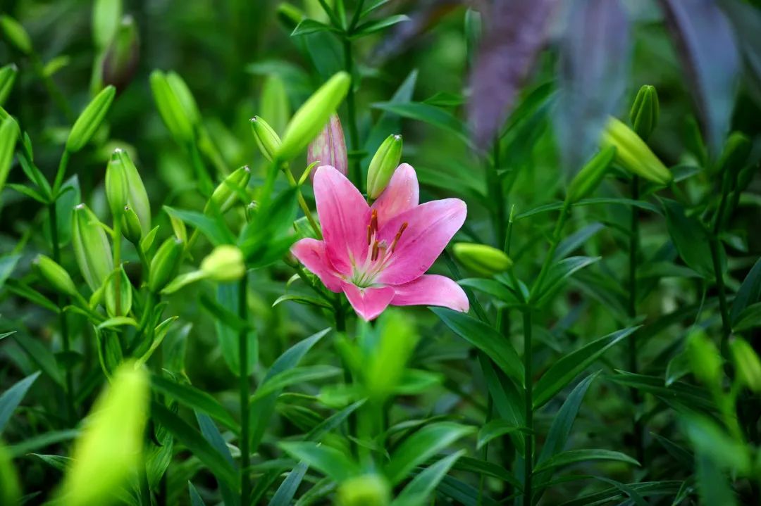 在济南花式避暑,一见“清”心!只需一瞥,便足以把酷夏原谅…