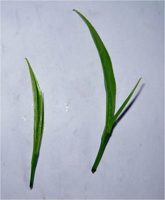 茶叶里的甜味来自哪里,茶叶里的青草味