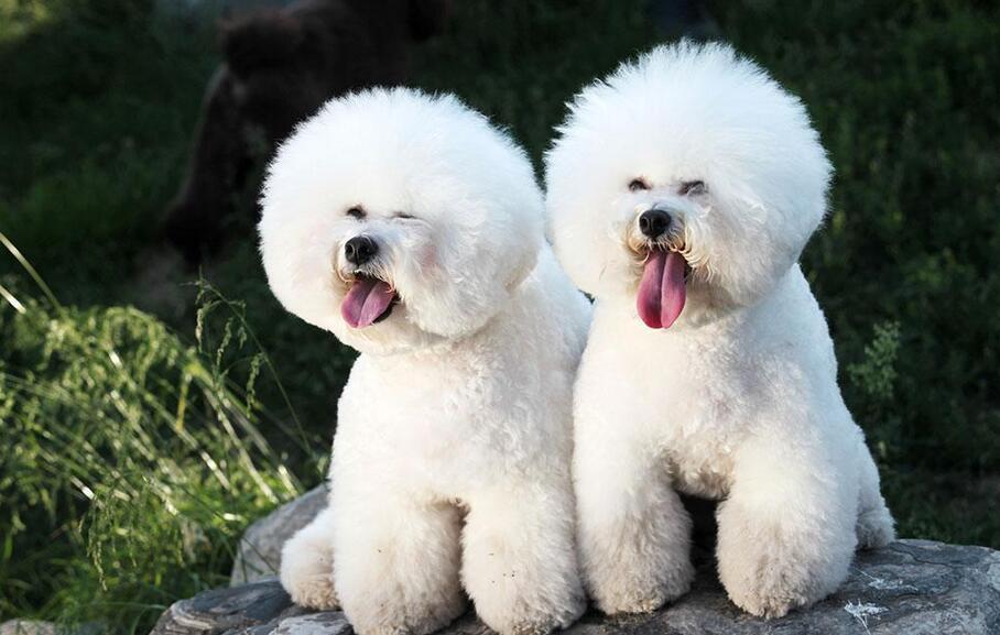 比熊狗肛周腺多久挤一次,比熊幼犬的肛腺多久挤一次