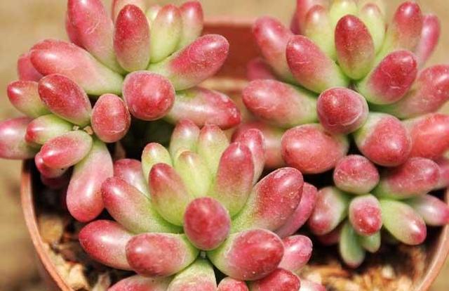 虹之玉变成绿色是什么原因,虹之玉叶片变黑是怎么回事