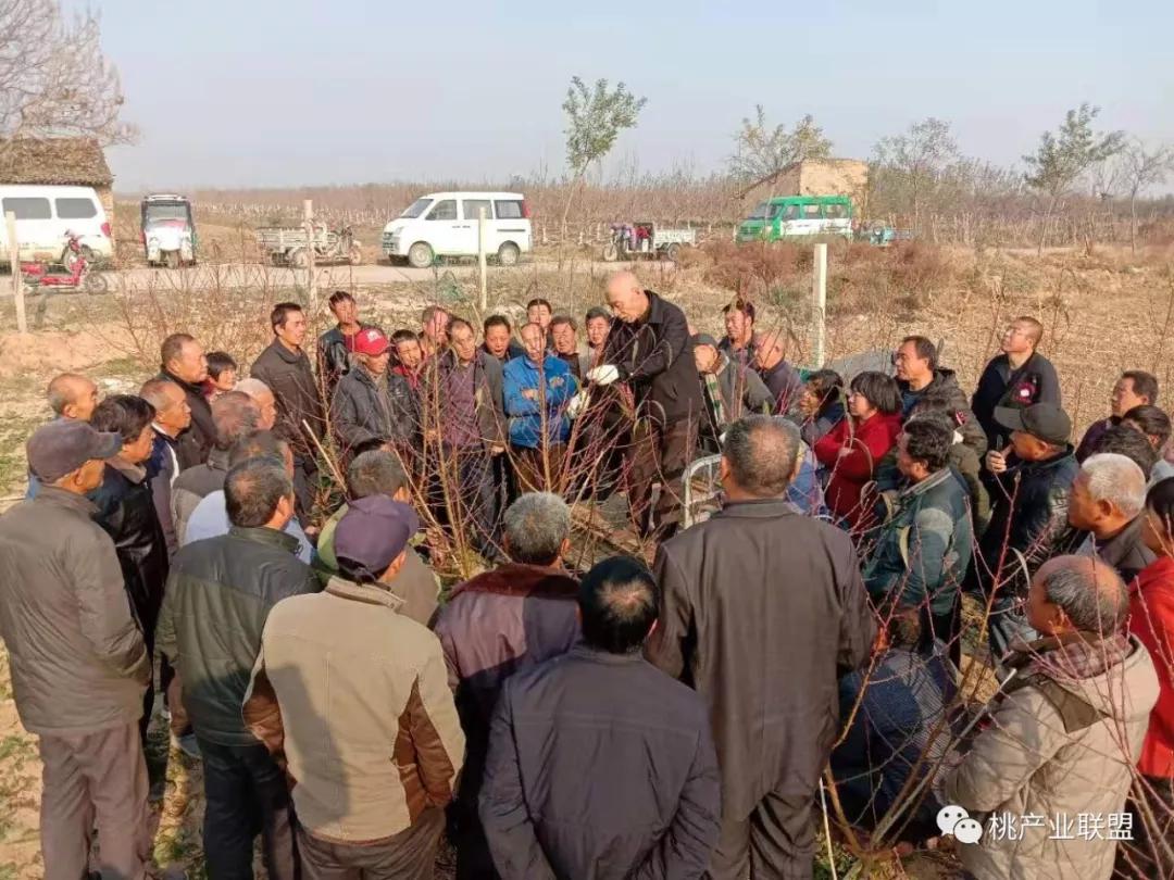 桃树长放修剪好、还是短截修剪好?