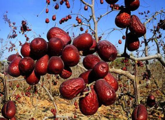 红枣是泡水好还是直接吃更有营养,红枣馒头的红枣要不要洗