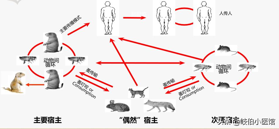 关于鼠疫的100个知识,鼠疫这本书告诉我们什么
