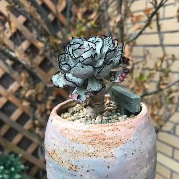 世界上最高贵最漂亮的花,世界上最名贵的花