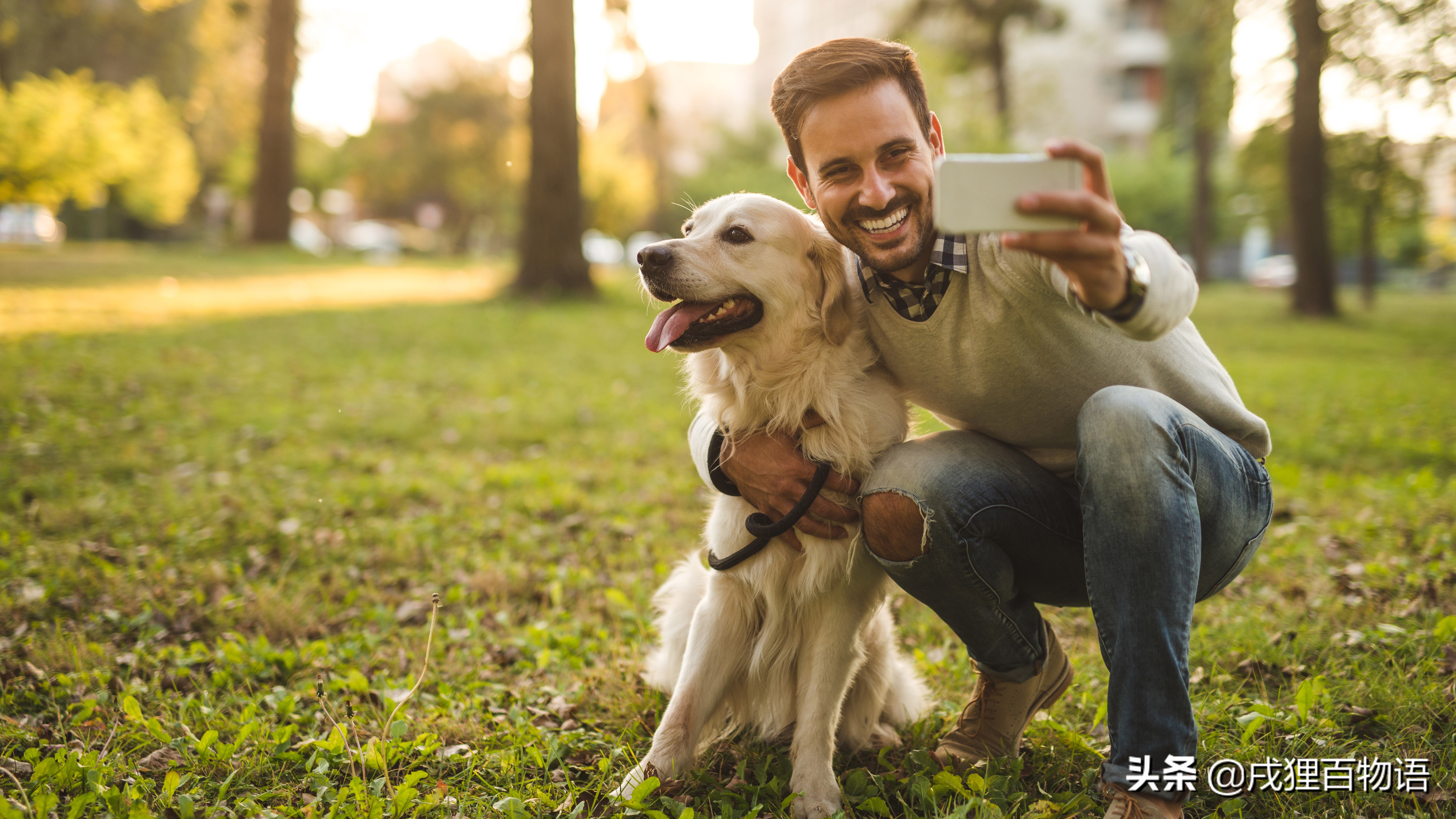 狗狗肘子秃了红肿,怎么避免大狗肘子秃