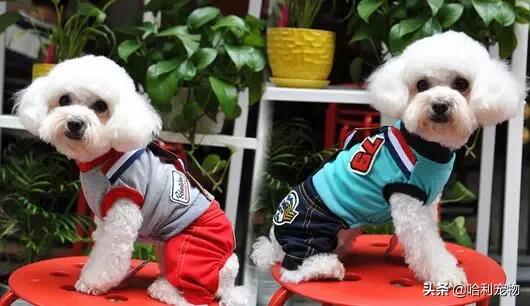 泰迪幼犬有泪痕怎么解决,泰迪幼犬泪痕严重怎么办图片