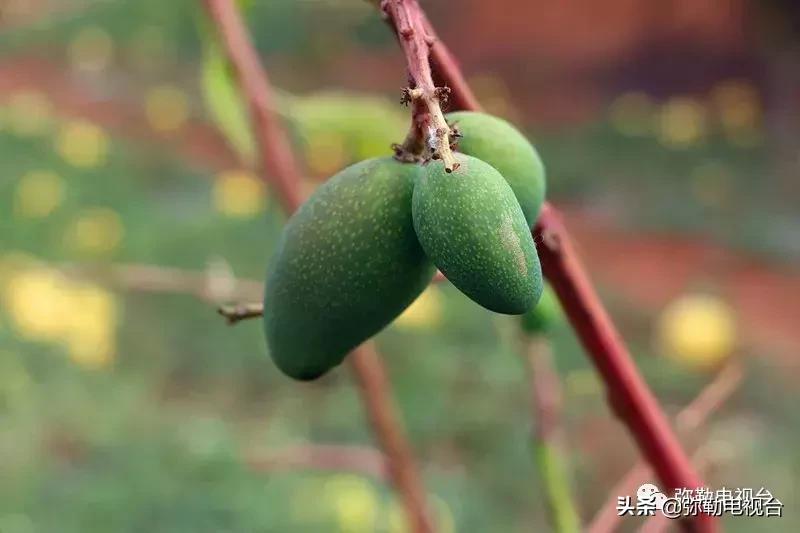 弥勒千亩西瓜熟了!黄心瓜、红心瓜、小香瓜…你喜欢哪种?