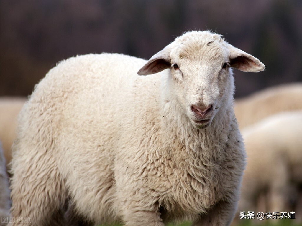 羊不受孕怎么治疗,羊配不怀孕是怎么回事