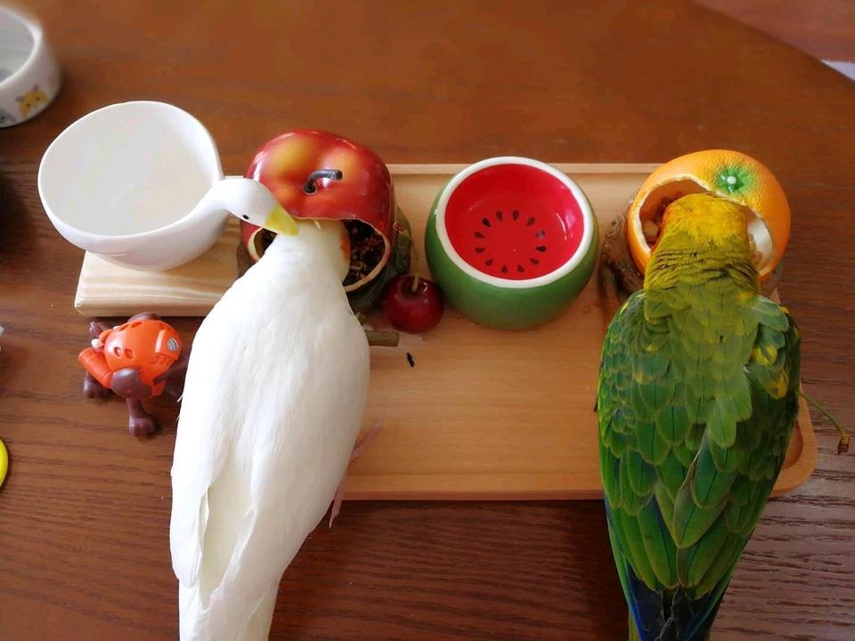 致养狗主人的一封信,致养狗人士一封信