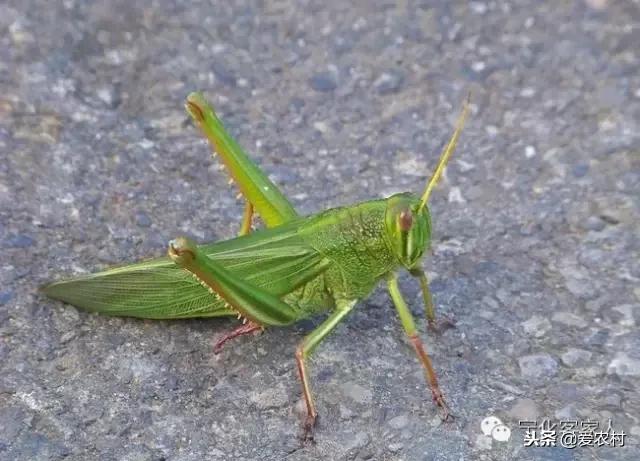 孕妇摘果子来年不结果的科学依据,孕妇上树摘果子