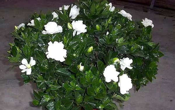 栀子花怎么养才会茂盛多开花快,怎么样使栀子花叶子油绿常开花