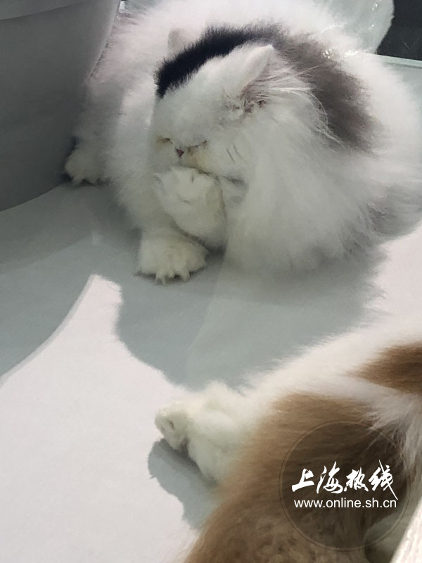 亚洲宠物展2022直播,亚洲宠物展会直播