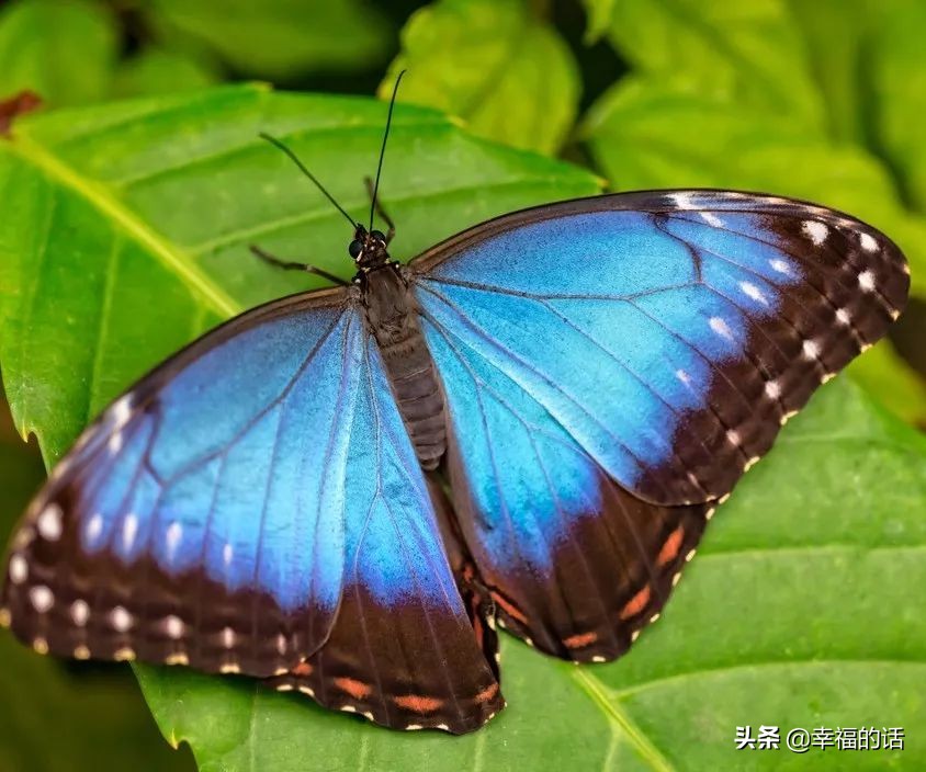 6月到了，送你6花6蝶6鸟6景6曲6诗，这月顺顺利利。