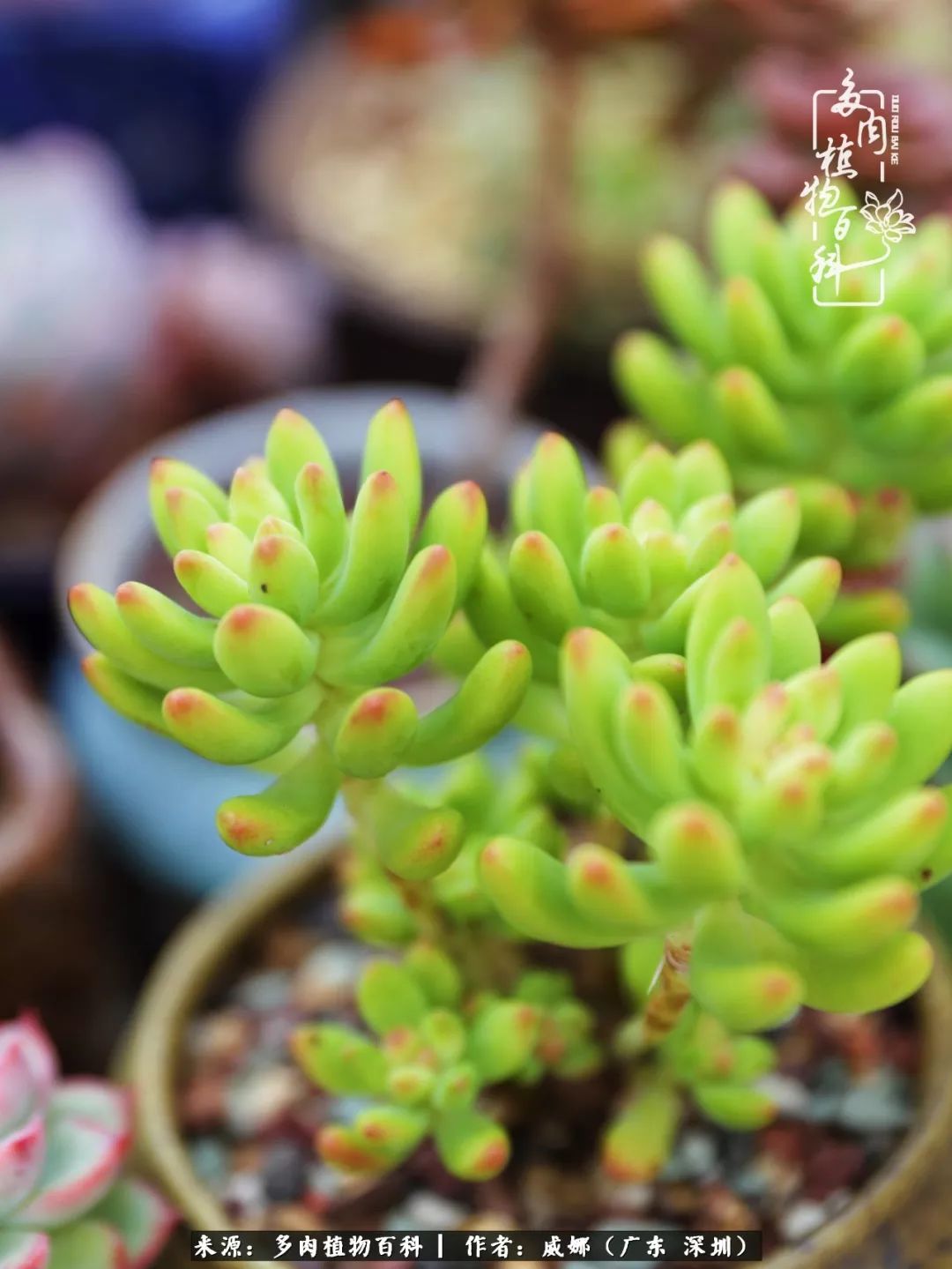 笼子里的多肉,露养的多肉和室内的多肉区别