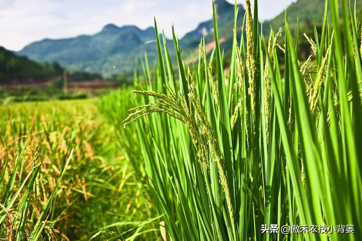 如何防止水稻黄叶,水稻抽完穗黄叶黑杆是什么原因