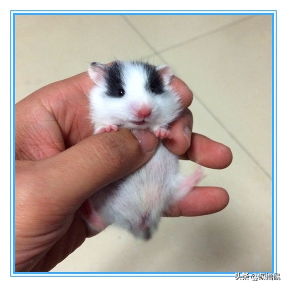 仓鼠怀孕注意事项和禁忌,仓鼠怀孕后一定要分开养吗