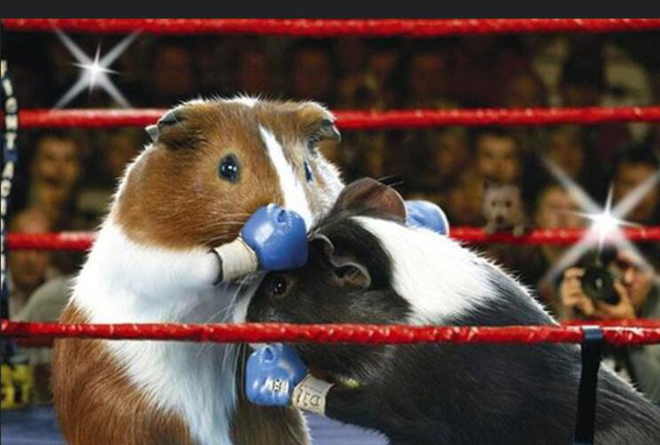 养荷兰猪需要注意点什么,养荷兰猪需要注意什么事项