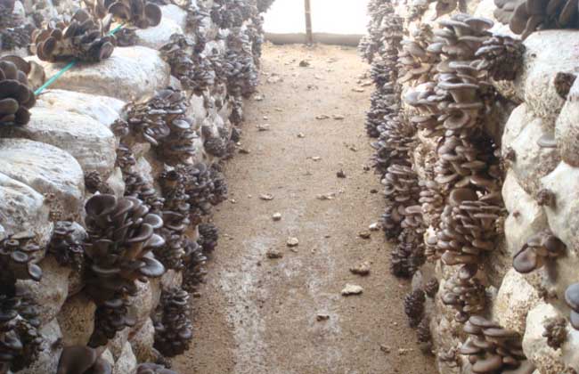 鲜平菇打成浆栽培平菇,平菇基地规模化平菇栽培