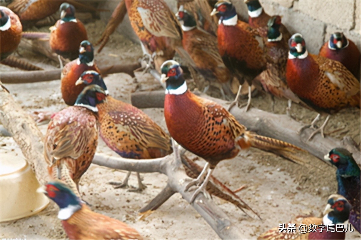 竹鼠养殖前景好脱贫致富信心足,竹鼠养殖创业致富经验介绍