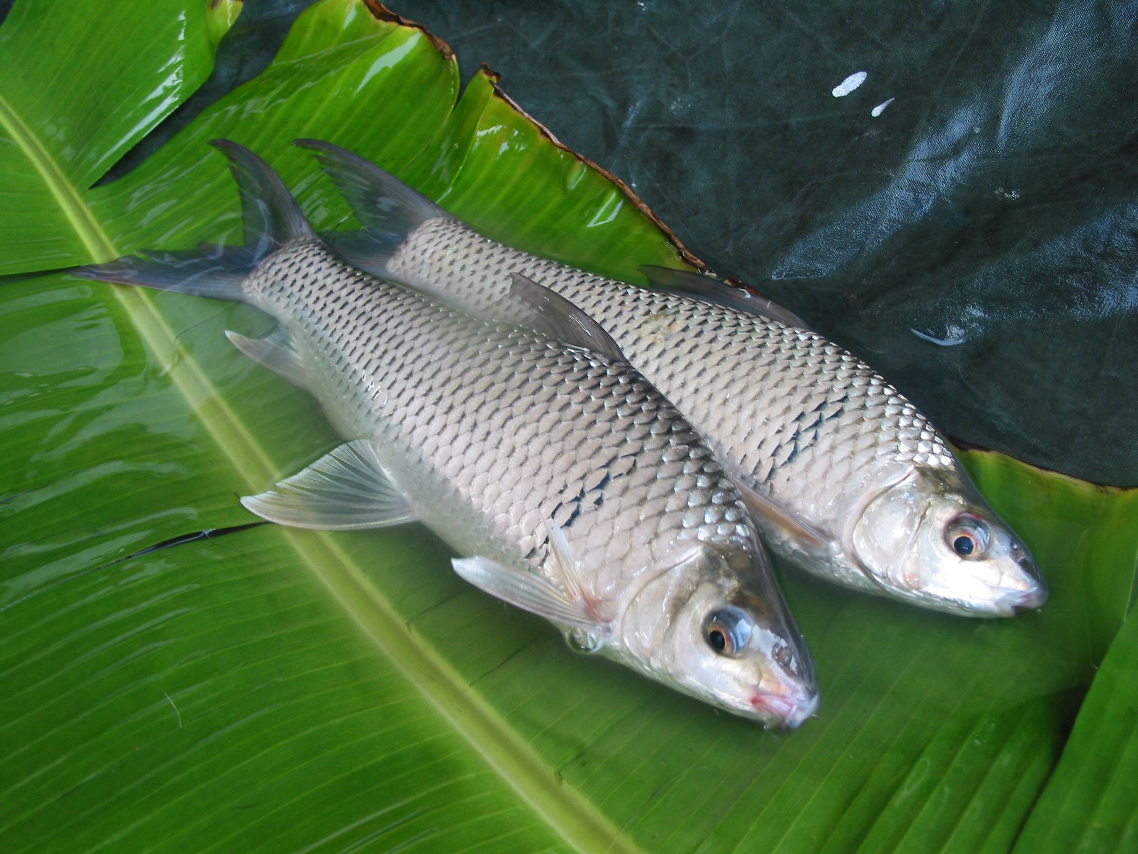 各种常见淡水鱼营养介绍,淡水鱼的种类及做法