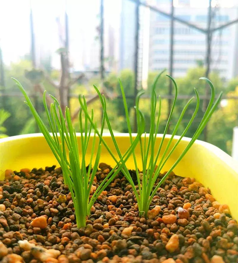 小众且美味的蔬菜,惊艳爽口的蔬菜