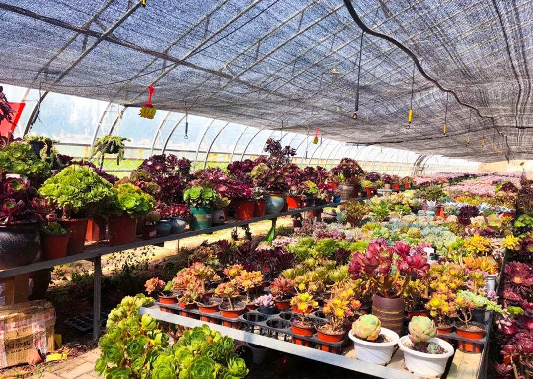 秋天银川旅游线路推荐,银川的秋天