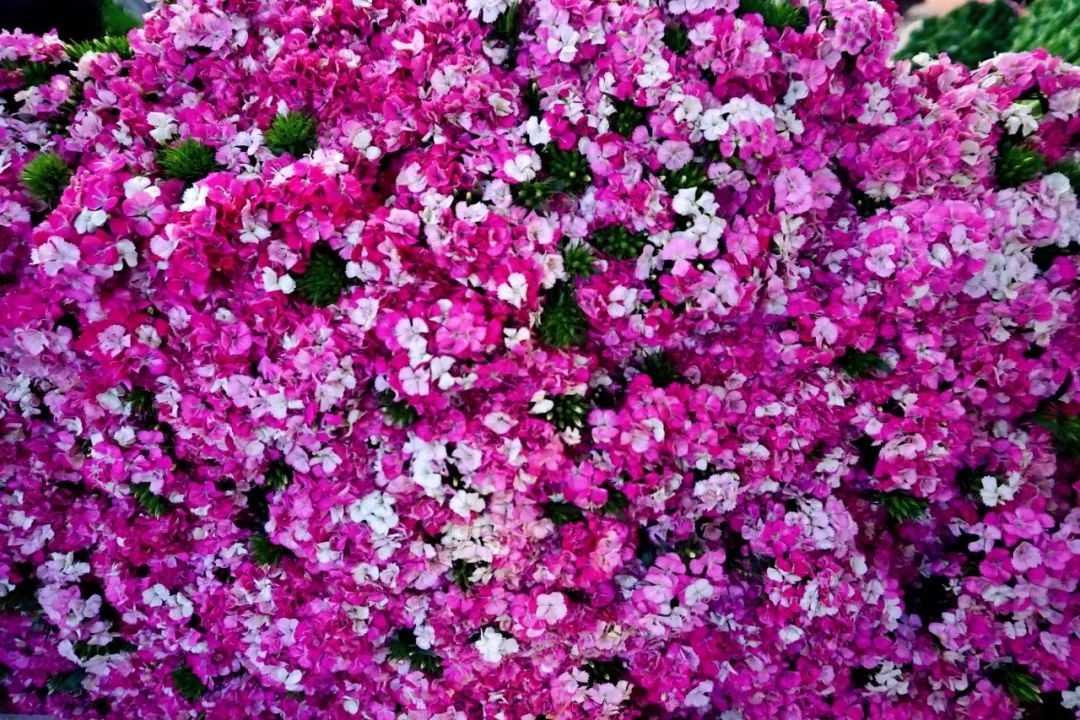 哪里鲜花最多最便宜,苏州市最大鲜花批发市场