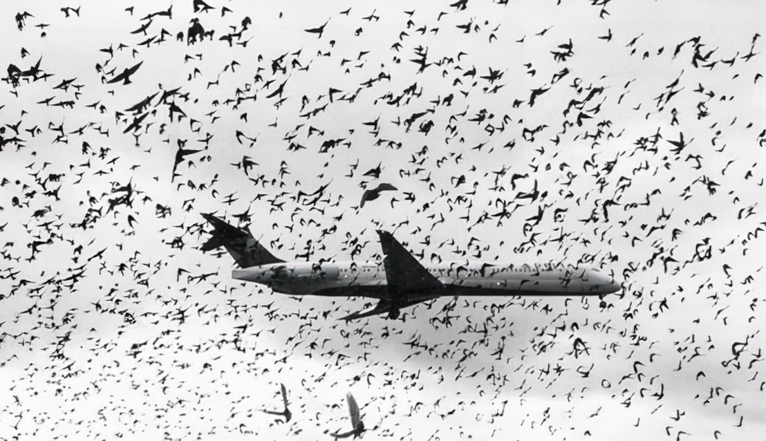 空中飞鸟撞击飞机,空中战斗机和导弹对战
