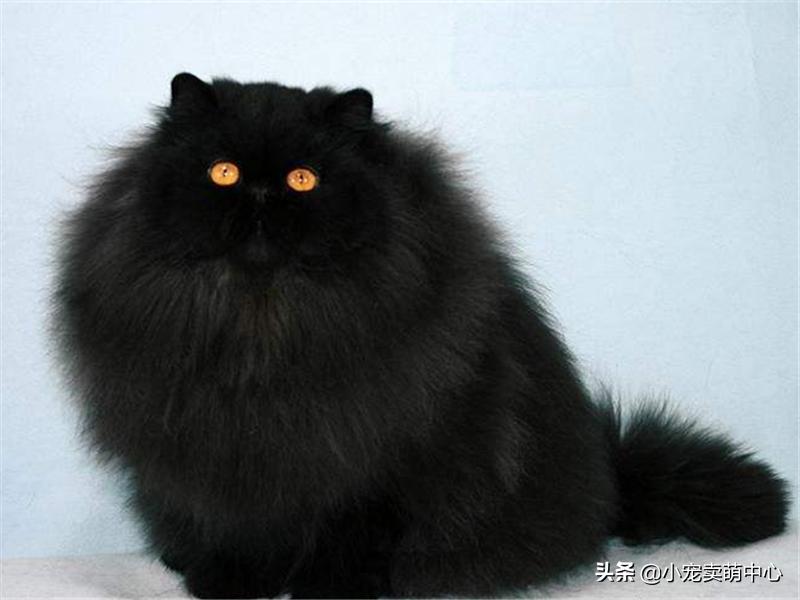 国外女性给自己的猫毛做造型,波斯猫手提包