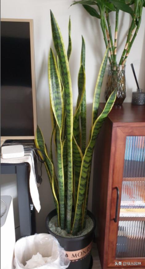 武汉养花技术哪里培训,北京养花小技巧