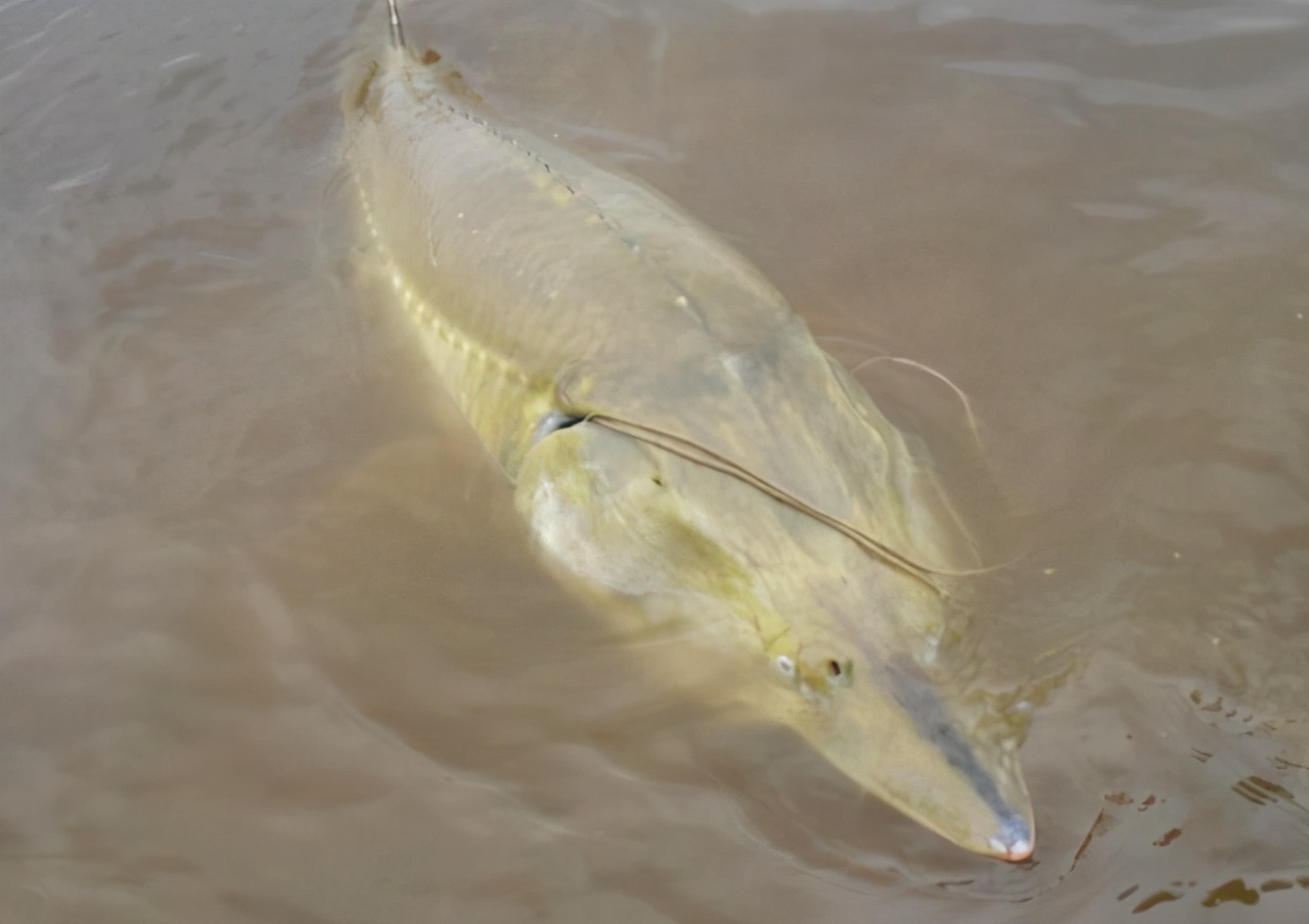 黑龙江一千多斤达氏鳇鱼怎么样了,达氏鳇鱼5.6米2000斤鱼苗