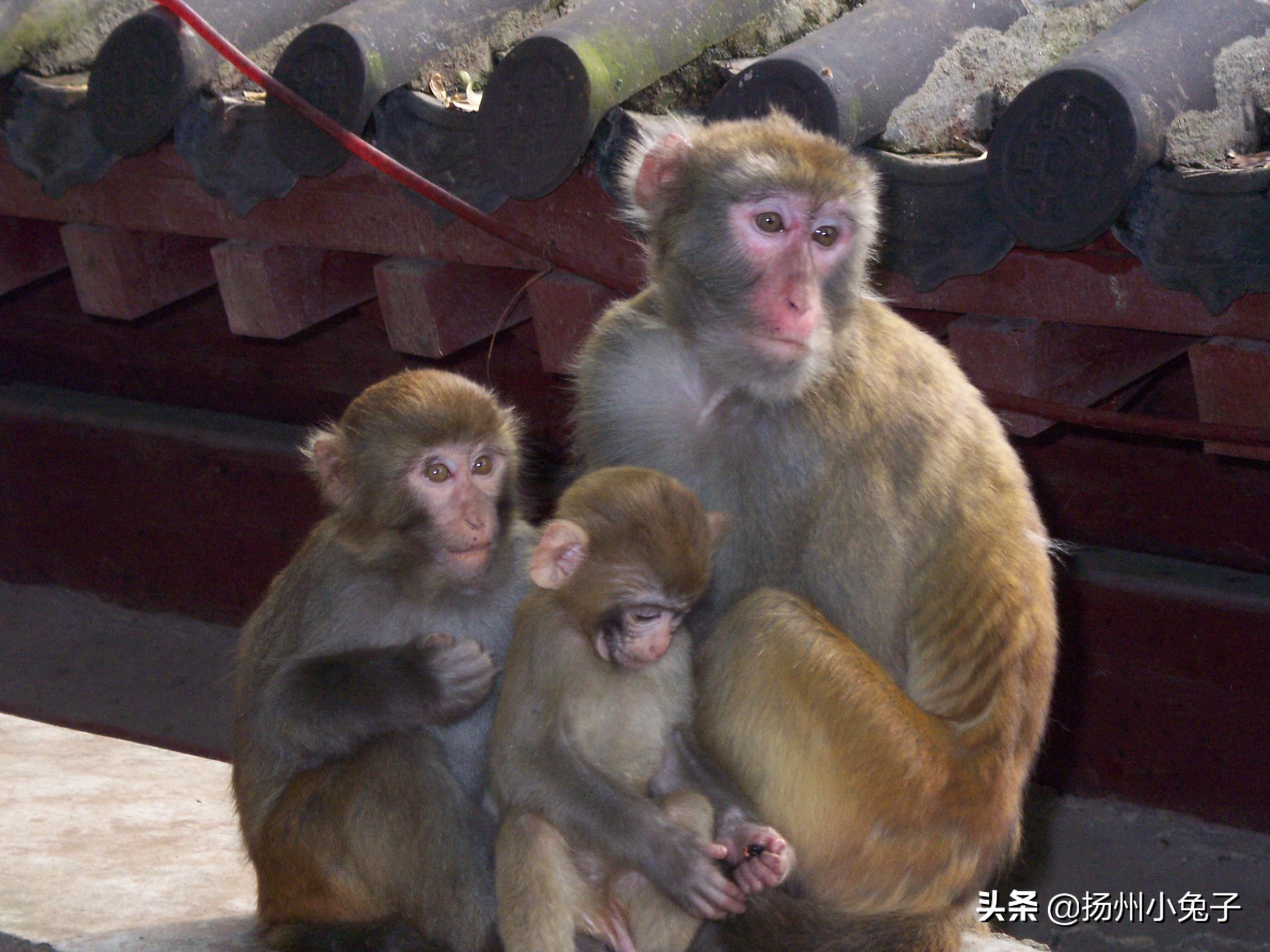 猴群社会关系,猴群和人类社会