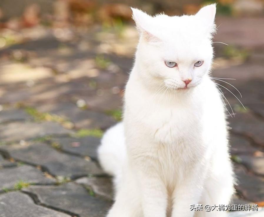 白猫“化身”*男美**子，与主人甜蜜同居，猫咪治愈剧《快过来》真甜