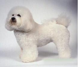 当狗不吃饭的时候怎么办,当狗不吃狗粮了咋办