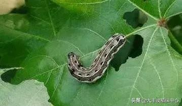 虫螨腈虱螨脲是什么杀虫剂,虱螨脲与虫螨腈的区别