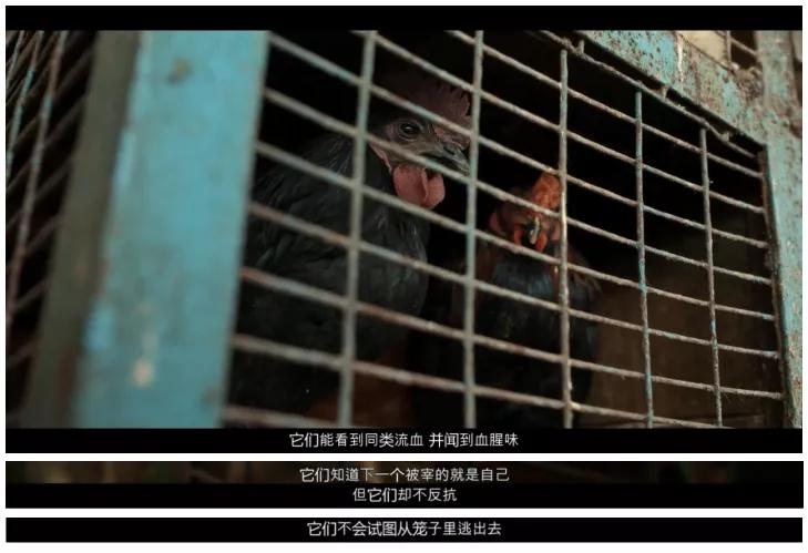 血腥雨夜,疯狂逆袭,这部励志电影吓得我直冒冷汗