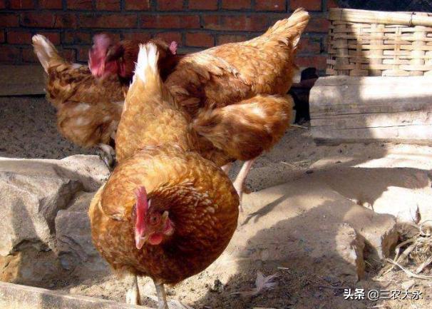 你知道鸡为什么会飞,你知道鸡为什么会抱窝吗