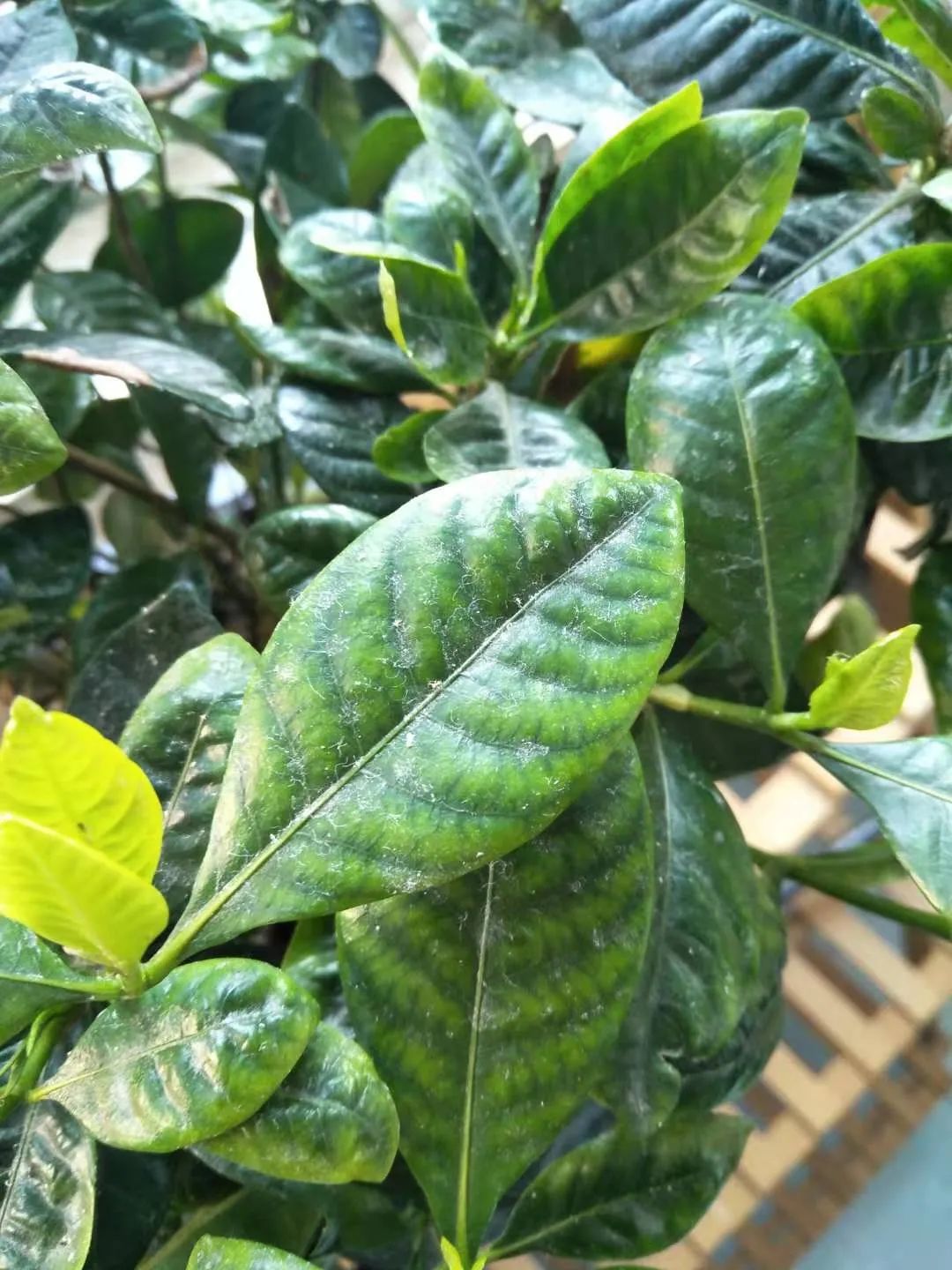 植物叶子上的白粉沫对人有危害吗,植物叶子上发现白色粉怎么处理