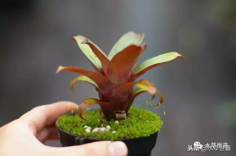 30cm水陆缸适合养什么,水陆缸植物前景中景后景搭配介绍