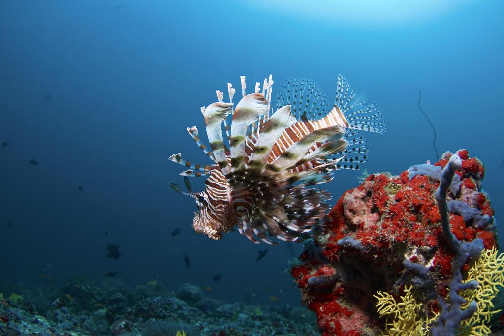 马尔代夫班度士岛旅游,马尔代夫thoddoo岛怎么去