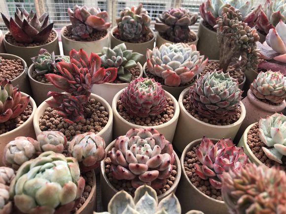 不会养多肉怎么办,不会养文竹掌握4个方法枝叶翠绿